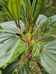 Meriania nobilis