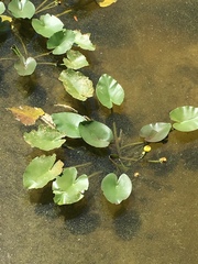 Nuphar advena image