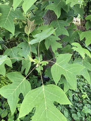 Liriodendron chinense