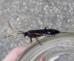 Ichneumon centrator