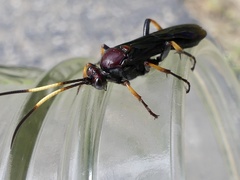Ichneumon centrator