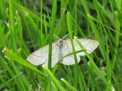 Perconia strigillaria