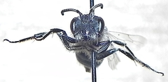 Andrena vicina