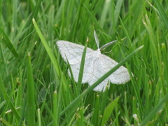 Perconia strigillaria