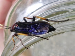 Ichneumon centrator