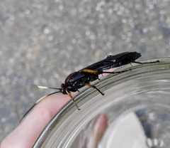 Ichneumon centrator