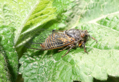 Cicadetta montana