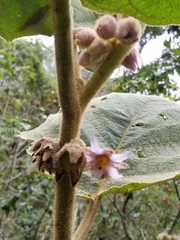 Solanum quitoense
