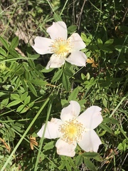 Rosa foliolosa