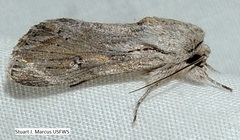 Spodoptera albula