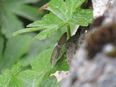 Perconia strigillaria