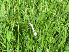 Perconia strigillaria