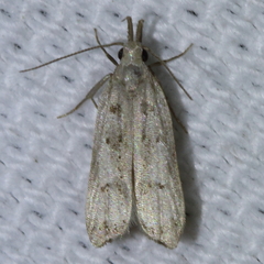Dichomeris inversella