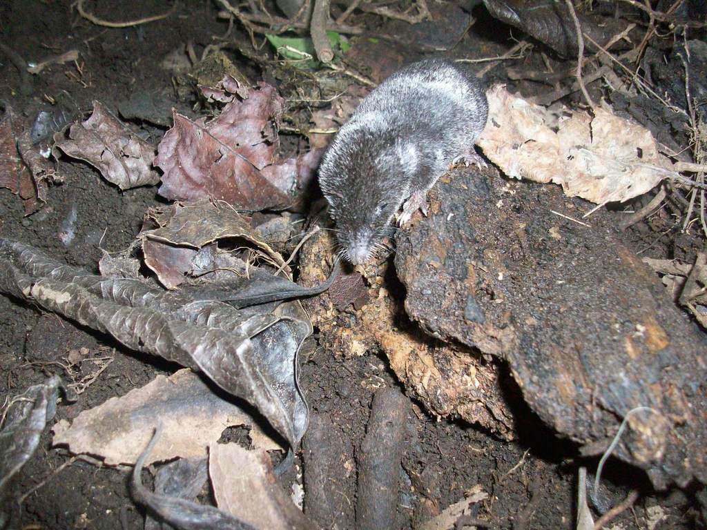 Nelson's Small-Eared Shrew