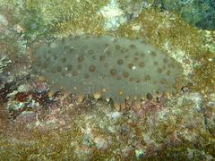 Isostichopus fuscus
