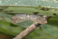 Ionotus alector