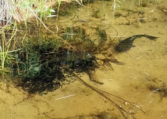 Ameiurus nebulosus