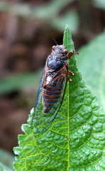 Cicadetta montana