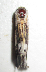 Schalidomitra ambages