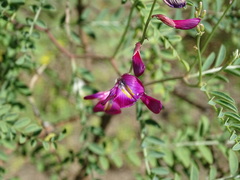 Corethrodendron multijugum