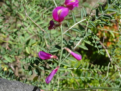 Corethrodendron multijugum