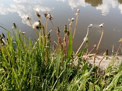 Taraxacum officinale