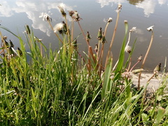 Taraxacum officinale