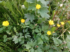 Ranunculus repens
