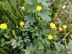 Ranunculus repens