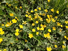 Ranunculus repens