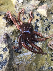 Cephalopoda