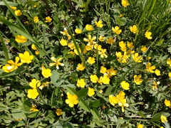 Ranunculus repens