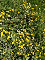 Ranunculus repens