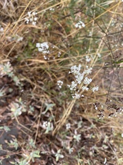 Gypsophila paniculata