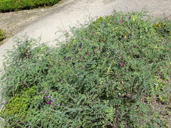 Corethrodendron multijugum