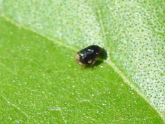 Clastoptera xanthocephala