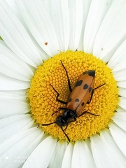 Mylabris quadripunctata