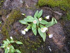 Claytonia multiscapa pacifica