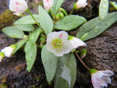 Claytonia multiscapa pacifica