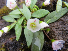 Claytonia multiscapa pacifica