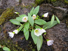 Claytonia multiscapa pacifica