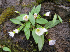 Claytonia multiscapa pacifica