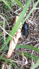 Dorcadion fuliginator