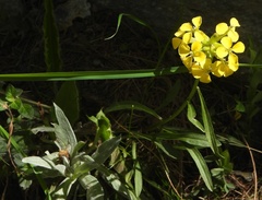 Erysimum jugicola
