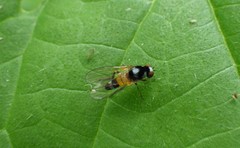 Callomyia amoena