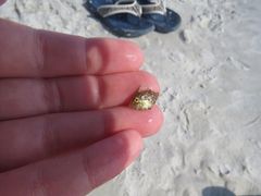 Stephanolepis setifer