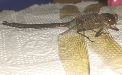 Anax parthenope