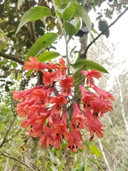 Bomarea multiflora