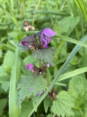 Lamium maculatum