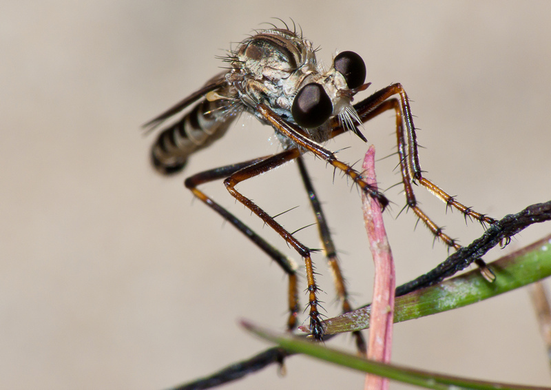 Diogmites litoralis